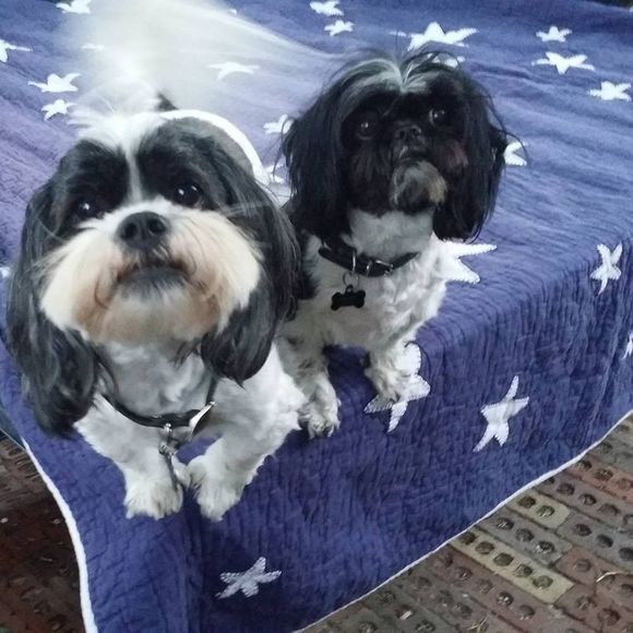 Meet your Posher, Nizam - Picture 1 of 1